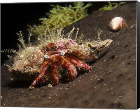 Framed Hermit Crab on sponge in Gulf of Mexico Print