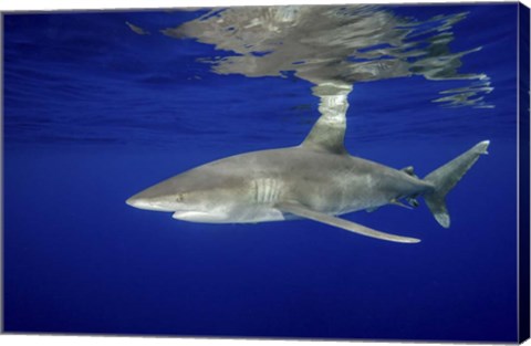 Framed Oceanic Whitetip shark Print