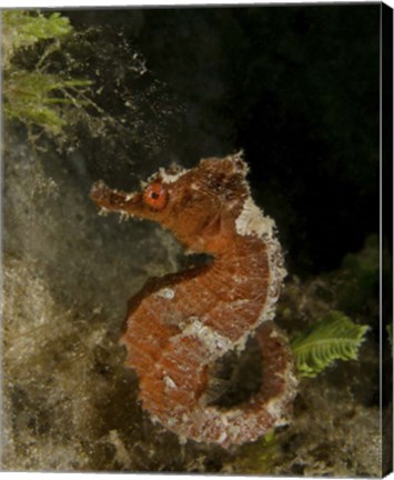 Framed Orange seahorse, West Palm Beach, Florida Print