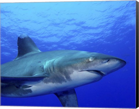 Framed Close-up side view of an Oceanic Whitetip Shark Print