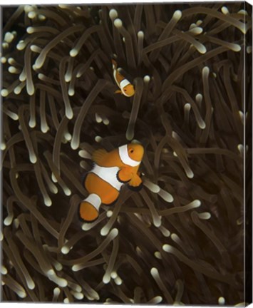 Framed Pair of Anemonefish, Manado, Indonesia Print