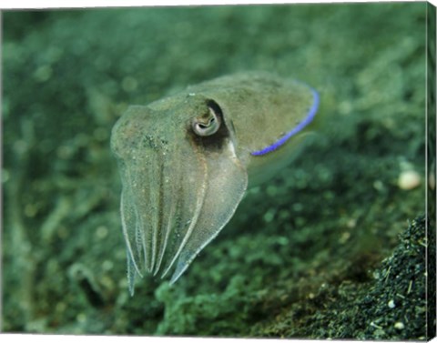 Framed Golden Cuttlefish, Lembeh Strait, Indonesia Print