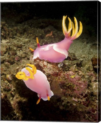 Framed Pair of pink Nudibranchs, Lembeh Strait, Indonesia Print