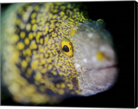 Framed Snowflake Moray Eel in Costa Rica Print