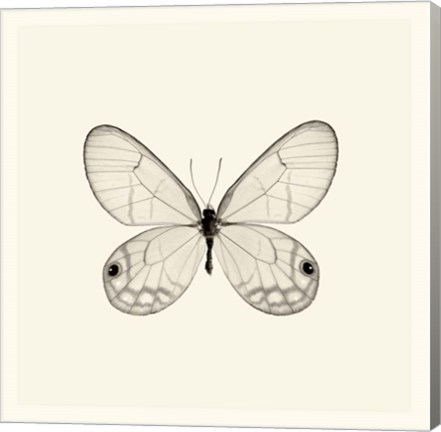 Framed Butterfly I Print