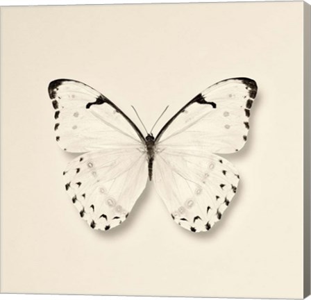 Framed Butterfly II Print