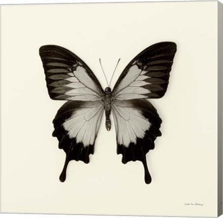 Framed Butterfly III Print