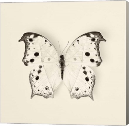 Framed Butterfly IV Print