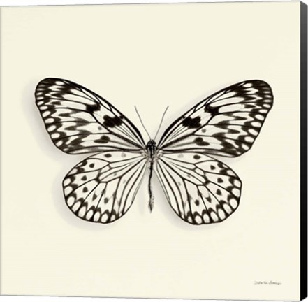 Framed Butterfly V Print