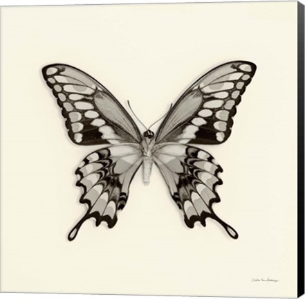 Framed Butterfly VI Print