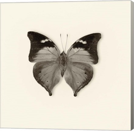 Framed Butterfly VII Print