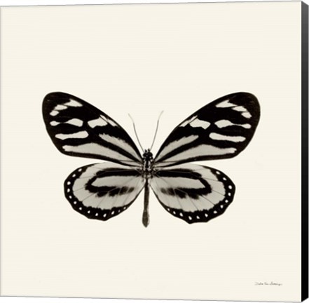 Framed Butterfly VIII Print