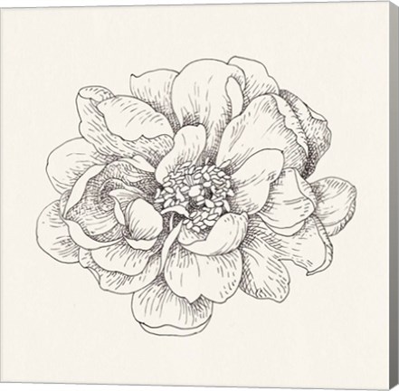 Framed Pen and Ink Florals IV Print
