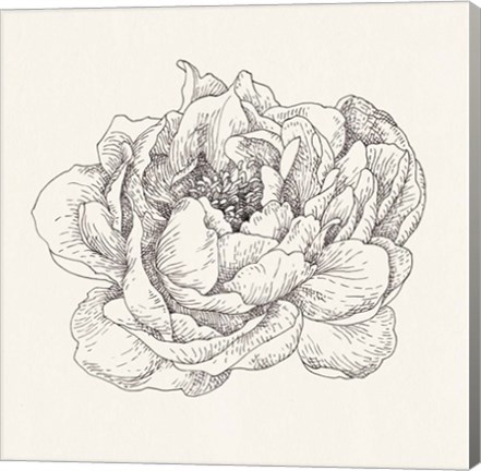 Framed Pen and Ink Florals V Print