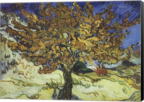 Framed Mulberry Tree Print