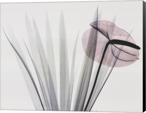 Framed Flamingo Print