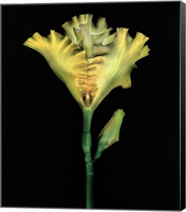 Framed Yellow Iris Print