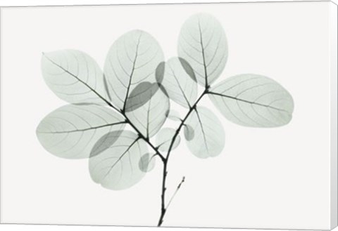 Framed Myrtle Tree Print