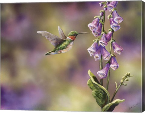 Framed Spring Hummingbird Print
