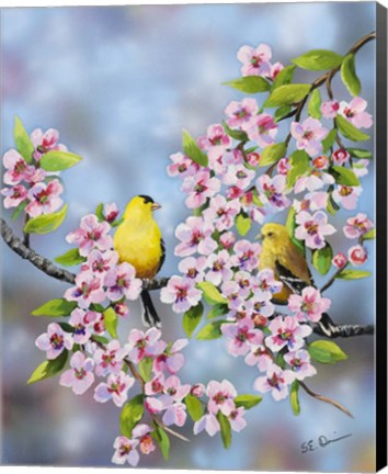 Framed Finches In Cherry Tree Print