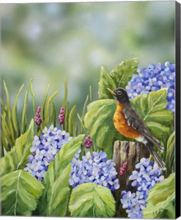 Framed Robin With Hydrangeas Print