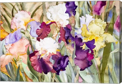 Framed Iris Garden I Print