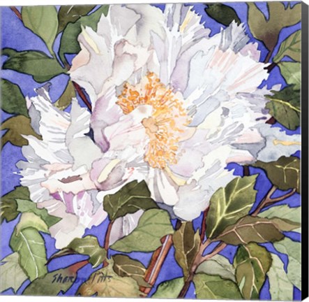 Framed White Peony Print