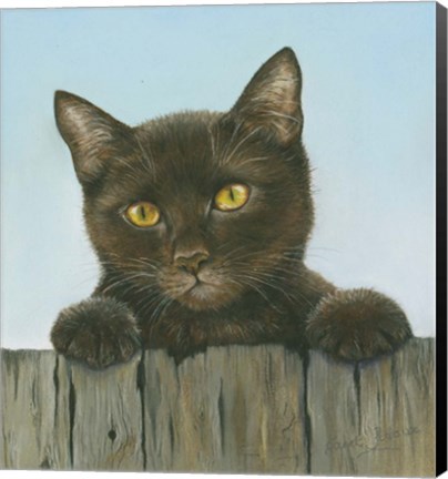 Framed Black Kitten Print