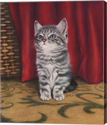 Framed Grey Kitten And Red Curtain Print