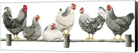 Framed Hens, White Background Print