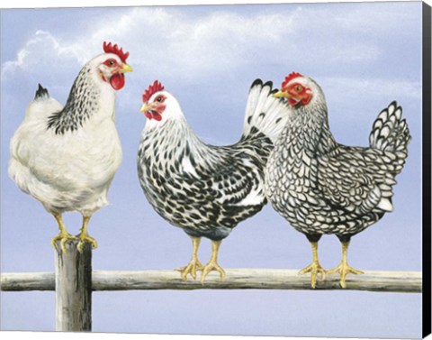 Framed Three Black &amp; White Hens Print