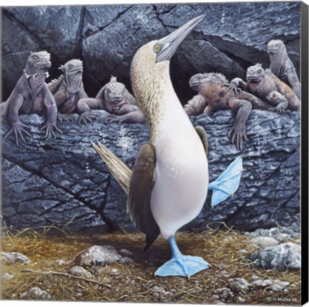 Framed Blue Footed Boobies Print