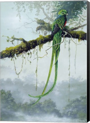 Framed Resplendent Quetzal Print
