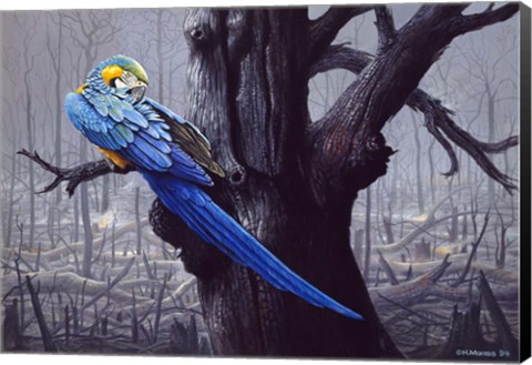 Framed Blue And Yellow Macaw In Burned Forest Print