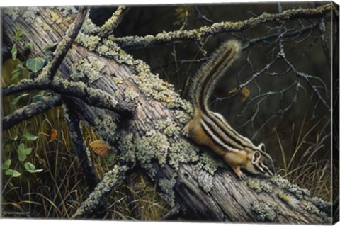 Framed Eastern Chipmunk Print