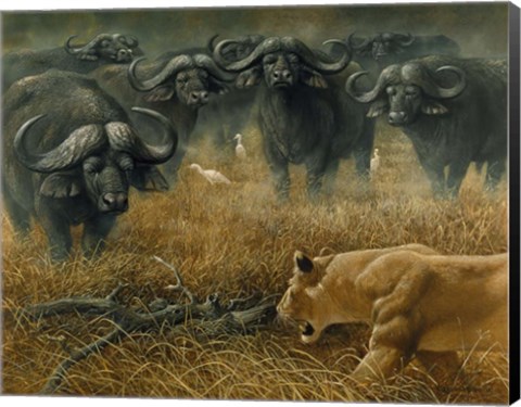 Framed Lioness And Cape Buffalos Print