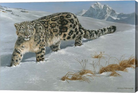 Framed Snow Leopard Print