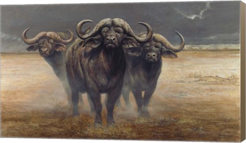 Framed Cape Buffalos Print