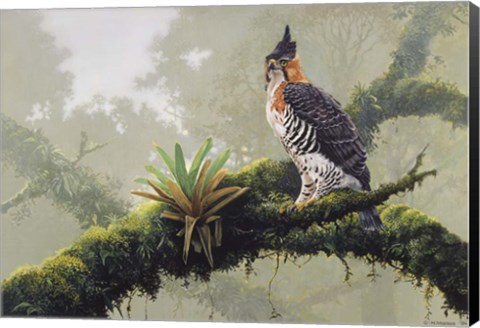 Framed Ornate Hawk - Eagle Print