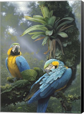 Framed Blue And Yellow Macaws Print