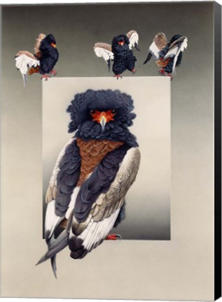Framed Bateleur ( African Eagle ) Print