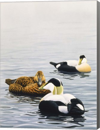 Framed Common Eider Print