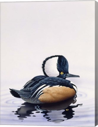 Framed Hooded Merganser Print