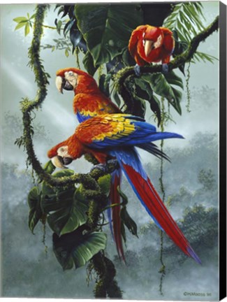 Framed Red And Yellow Macaws Print