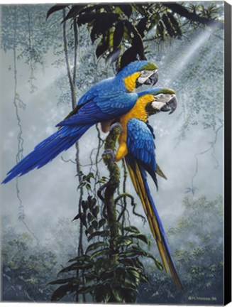 Framed Blue And Yellow Macaws 2 Print