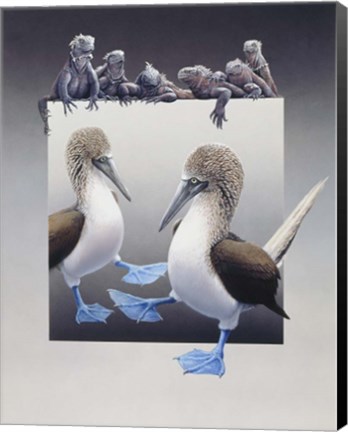 Framed Bluefooted Boobies And Marine Iguanas Print