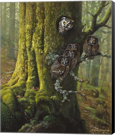 Framed Tengmalms Owls Print