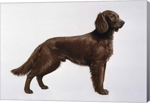 Framed Irish Setters Print
