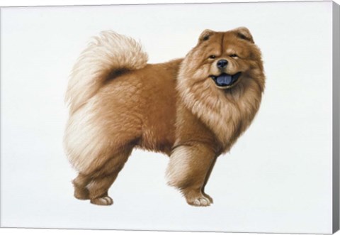 Framed Chow Chow Print