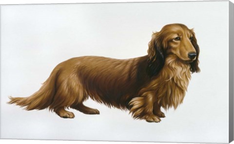 Framed Dachsund Print
